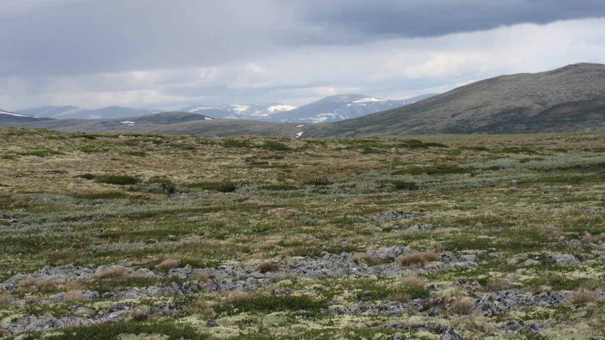 Tag 10: Vom Fjell durch die Berge zum Fjord – Wanderungen in Mittelnorwegen: von Dørålseter  zur Grimsdalshytta